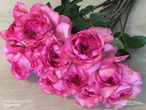 ROSE WABARA TSUKIYOMI 50